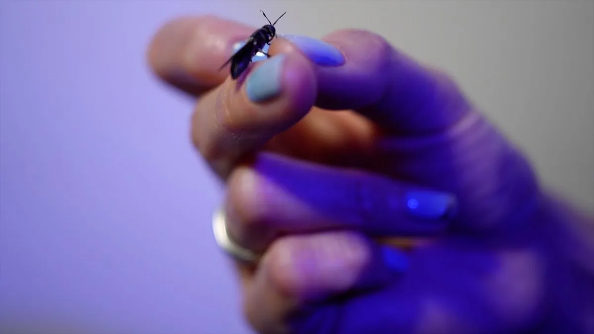 Tech Now – O incursiune în fermele de insecte de înaltă tehnologie