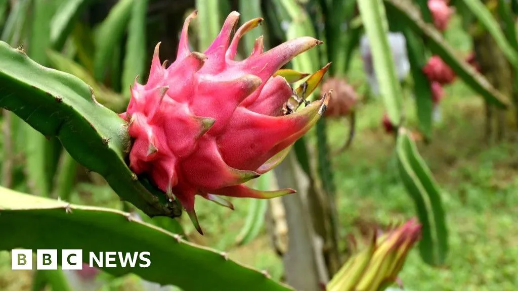 Fructul de cactus spinos care le aduce fermierilor indieni un avant financiar semnificativ