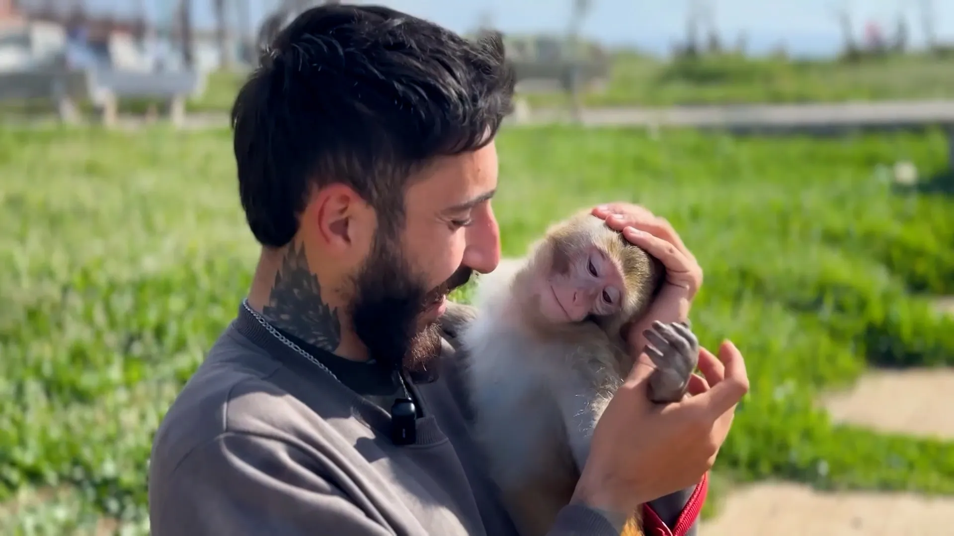 Un libanez refuză să părăsească orașul Tyr, rămânând alături de maimuța sa domestică, în ciuda ordinelor de evacuare