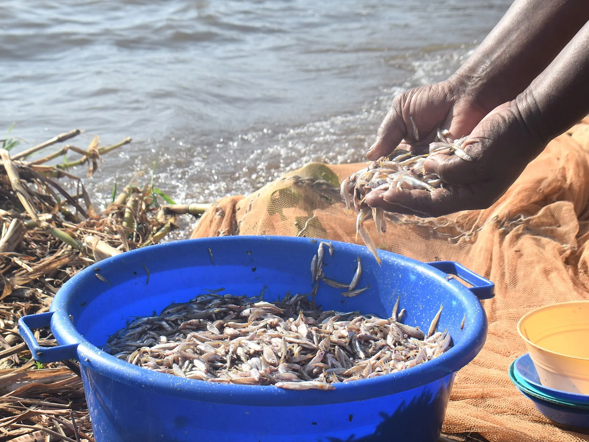 Femeile kenyanе defiază tabourile din pescuit în fața amenințărilor schimbărilor climatice asupra Lacului Victoria