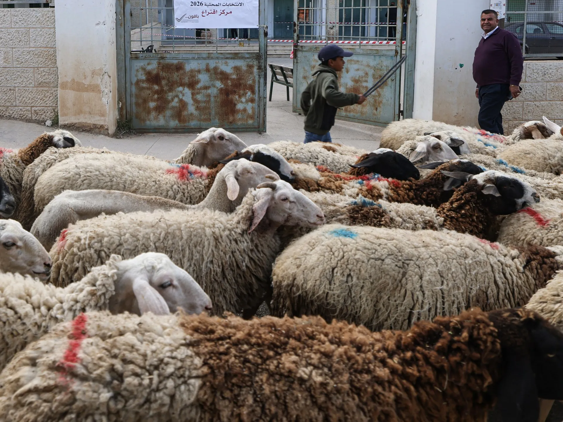 Coloniștii israelieni au călcat cu mașina peste animalele unui păstor palestinian în Cisiordania ocupată