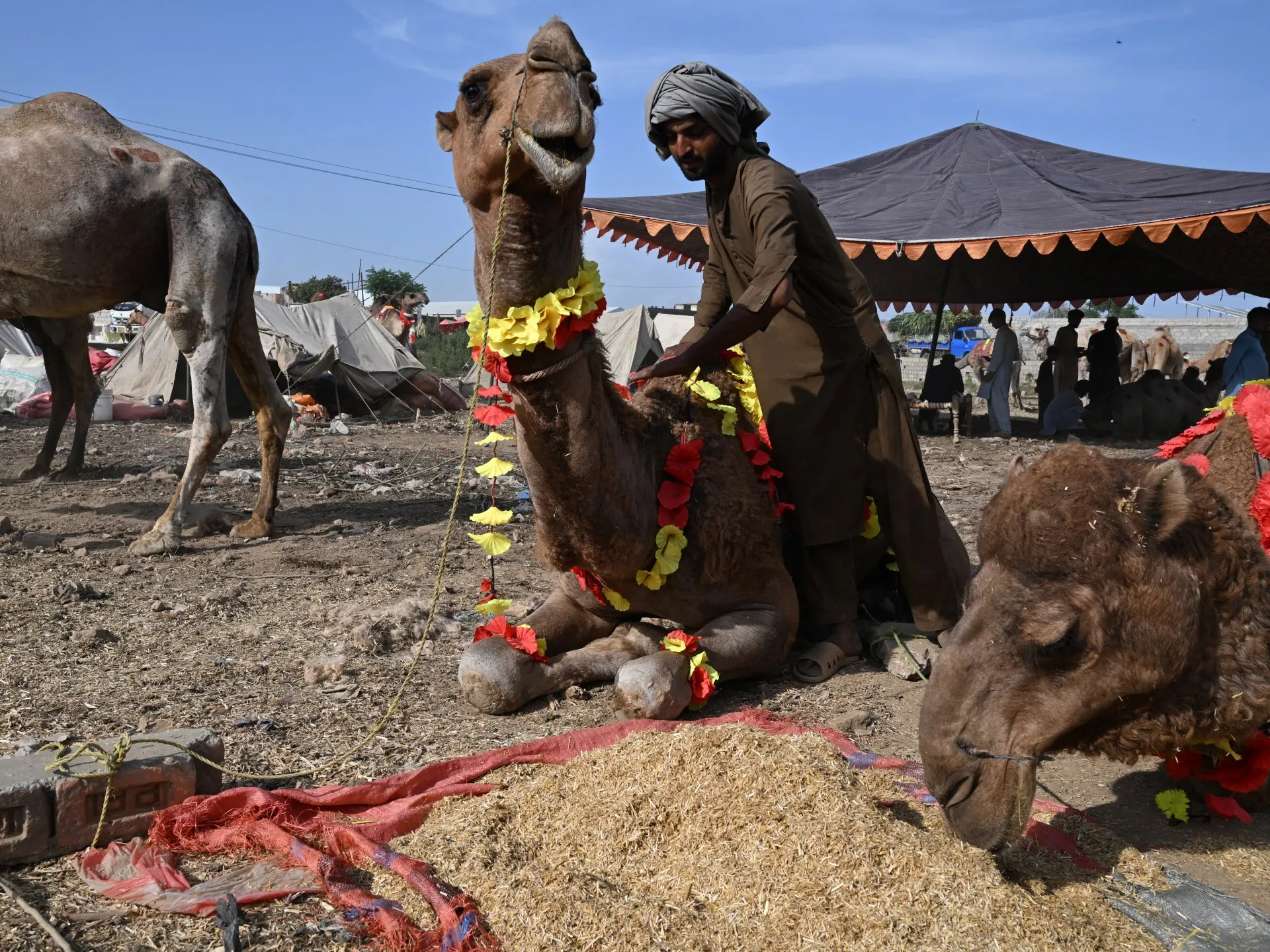 Comercianții de animale din Pakistan, loviți de războiul împotriva Iranului: prețurile explodează înainte de Eid al-Adha