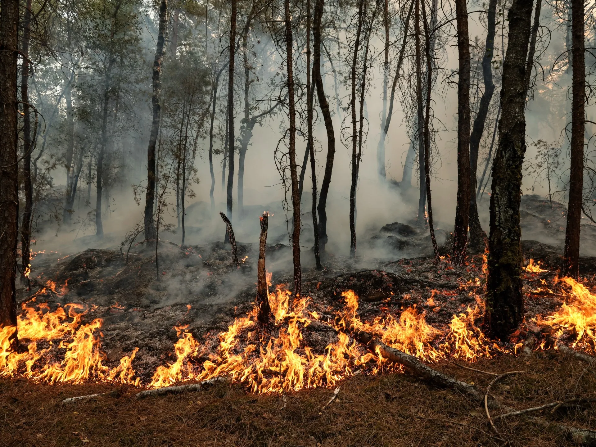 Focuri de pădure devastatoare lângă Paris: Pădurea Fontainebleau, o comoară istorică, în flăcări