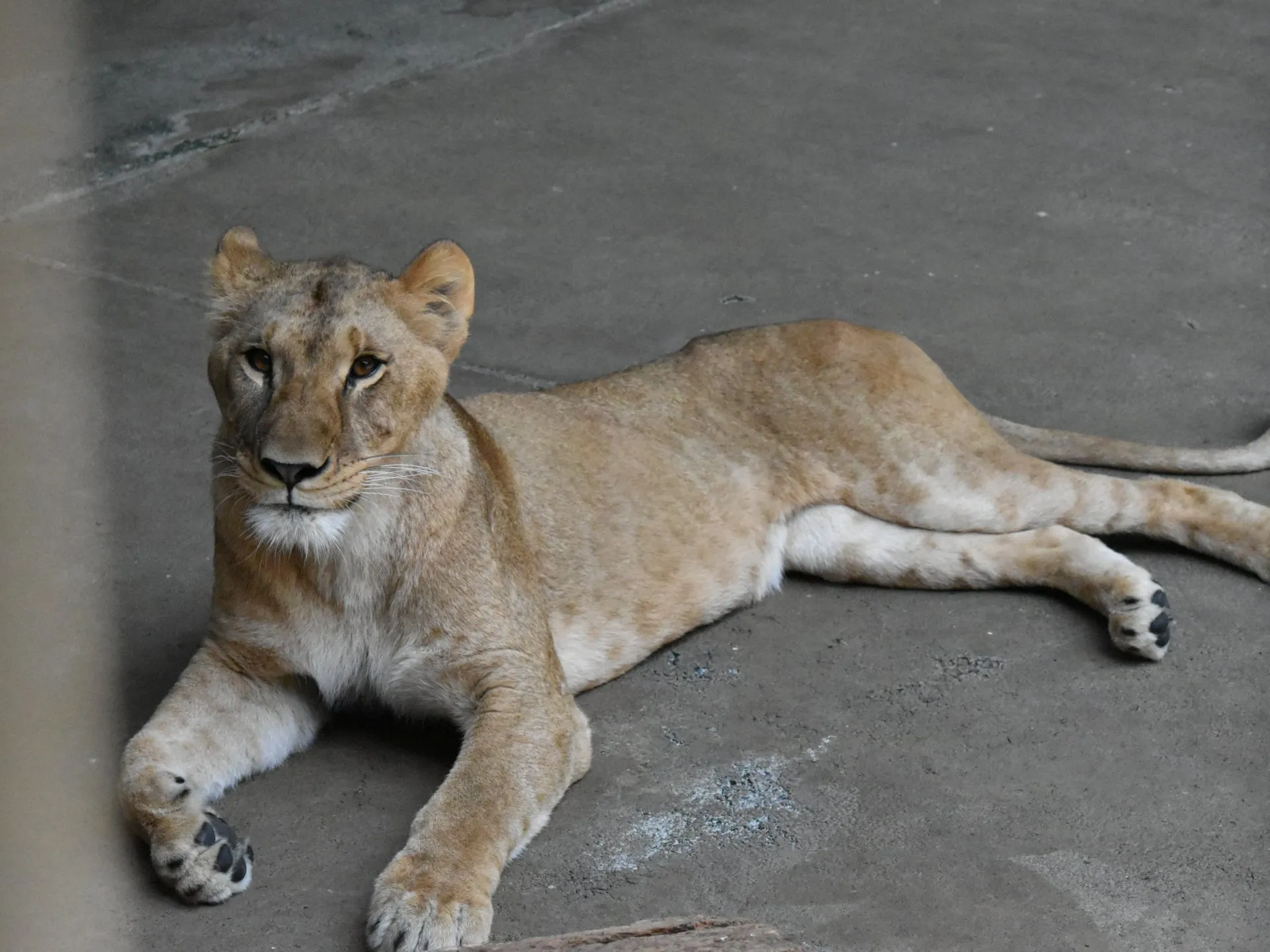 Val de căldură extremă în Asia de Est: trei leoaice mor la o grădină zoologică din Tokyo, iar Coreea de Sud declară dezastru național