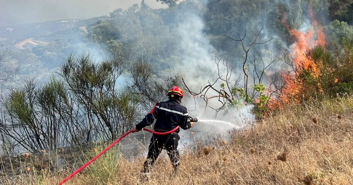 Tragedie în Algeria: Cel puțin 12 morți și 54 de răniți în urma incendiilor de vegetație devastatoare