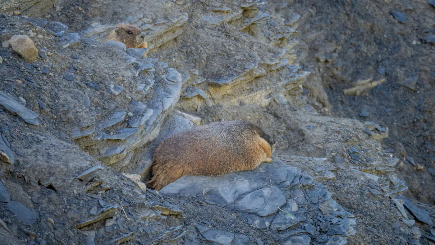 Exclusiv: Întâlniți primul câștigător al Săptămânii Marmotei Grase