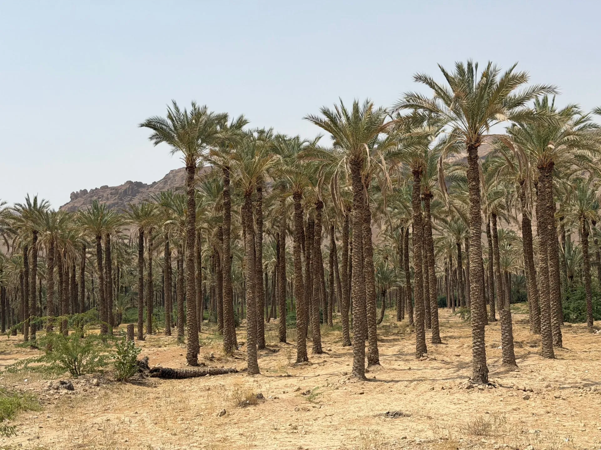 În Yemen, curmalele sunt singura tablă de salvare pentru fermierii blocați în sărăcie și război