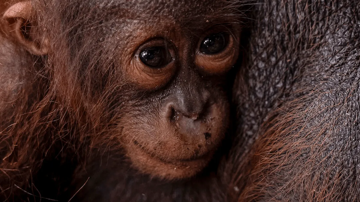 Mămică orangutan și puiul ei, salvați în extremis din flăcările care distrug ultima lor casă din Kalimantan