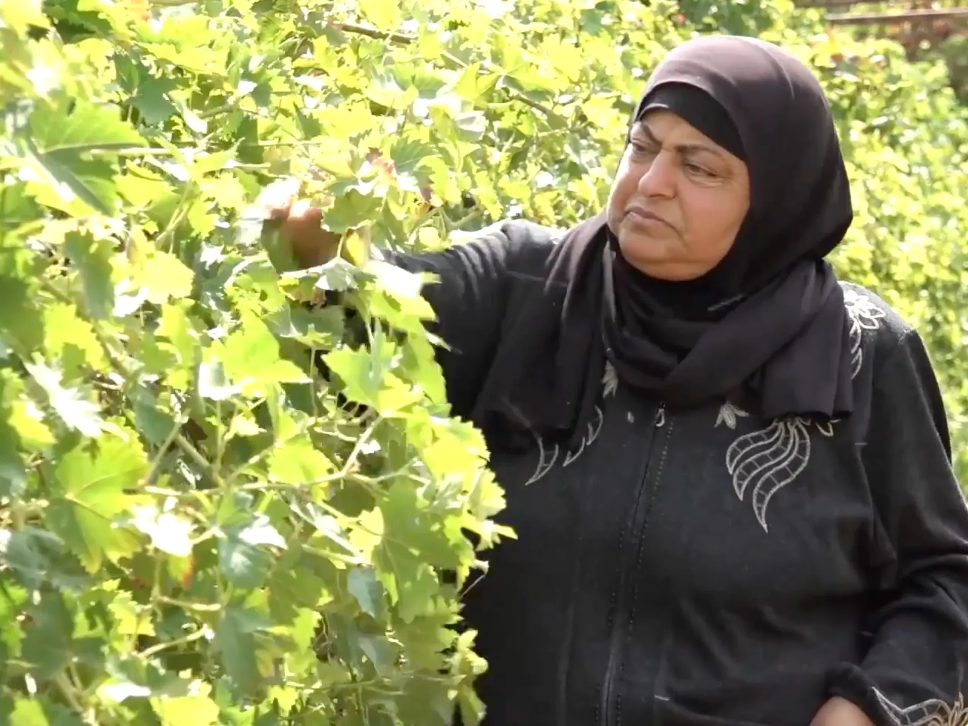 Fermierii palestinieni luptă zi de zi împotriva sabotajului coloniștilor pentru a-și salva recoltele și animalele din Hebron