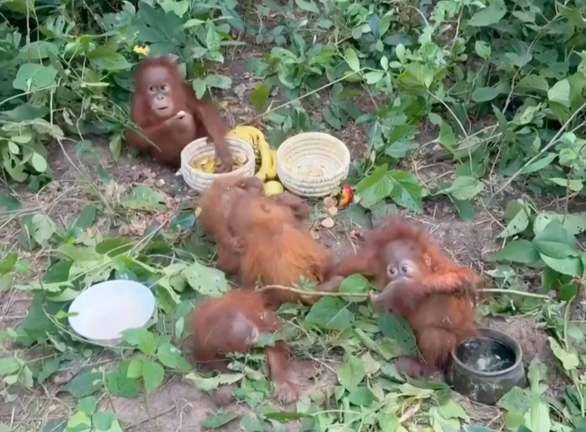 Salvarea urangutanilor abandonați în pădurea din India: o nouă bătălie împotriva traficului de animale