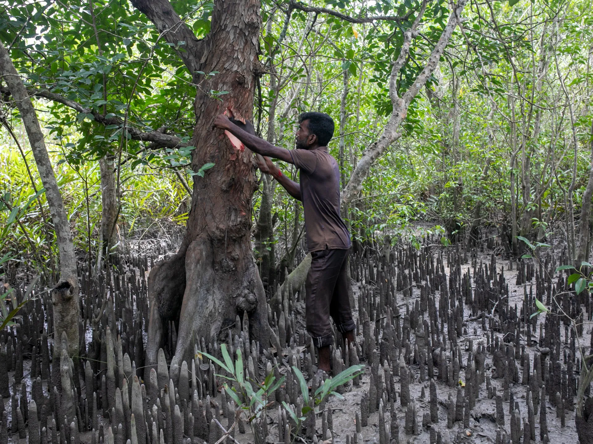 Farmacia dispărută a Sundarbans: cum sarea distruge plantele medicinale tradiționale