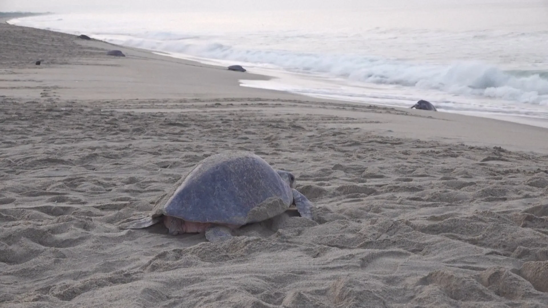 Spectacol natural uluitor: Peste 300.000 de țestoase marine au invadat plajele din Mexic