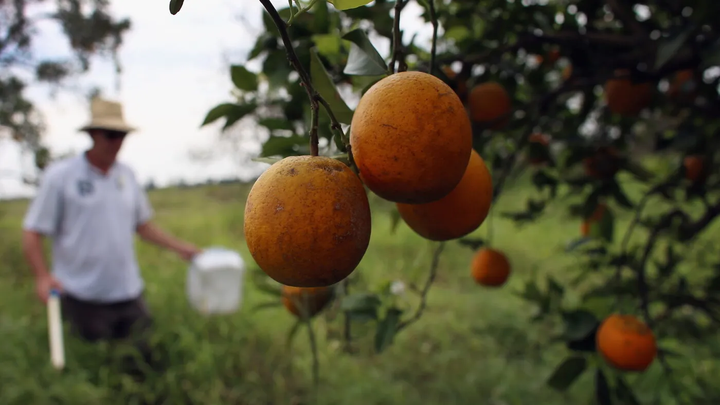 Tehnologia de editare genetică ar putea salva industria citricelor din Florida?
