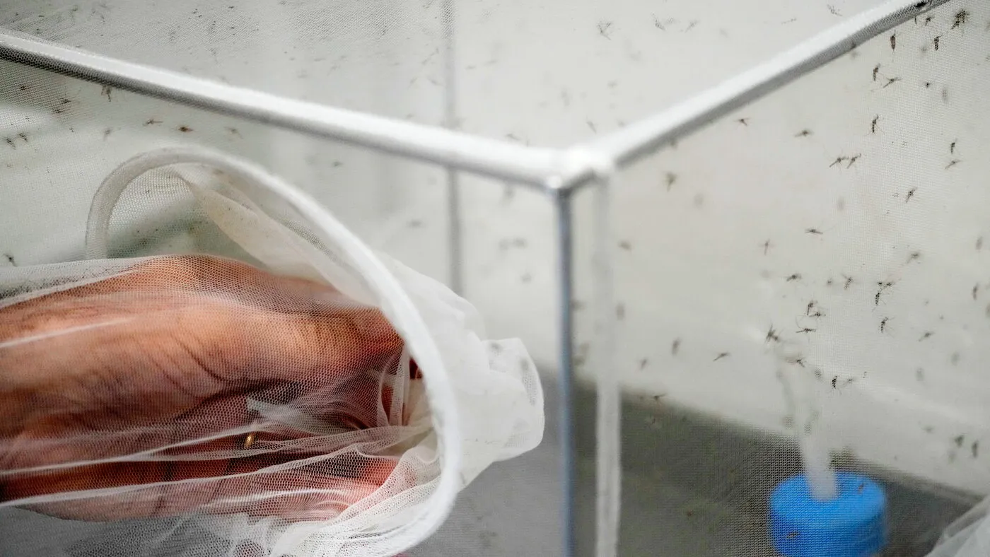 Pe măsură ce Europa se încălzește, Italia vede răspândirea virusului West Nile